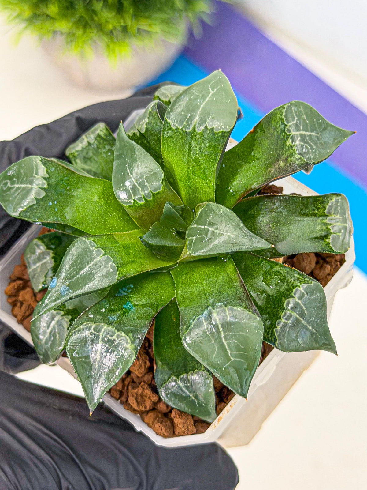 Haworthia Muke (wa3) (15) | Rare Hybrids
