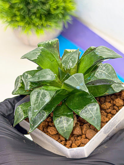 Haworthia Muke (wa3) (15) | Rare Hybrids