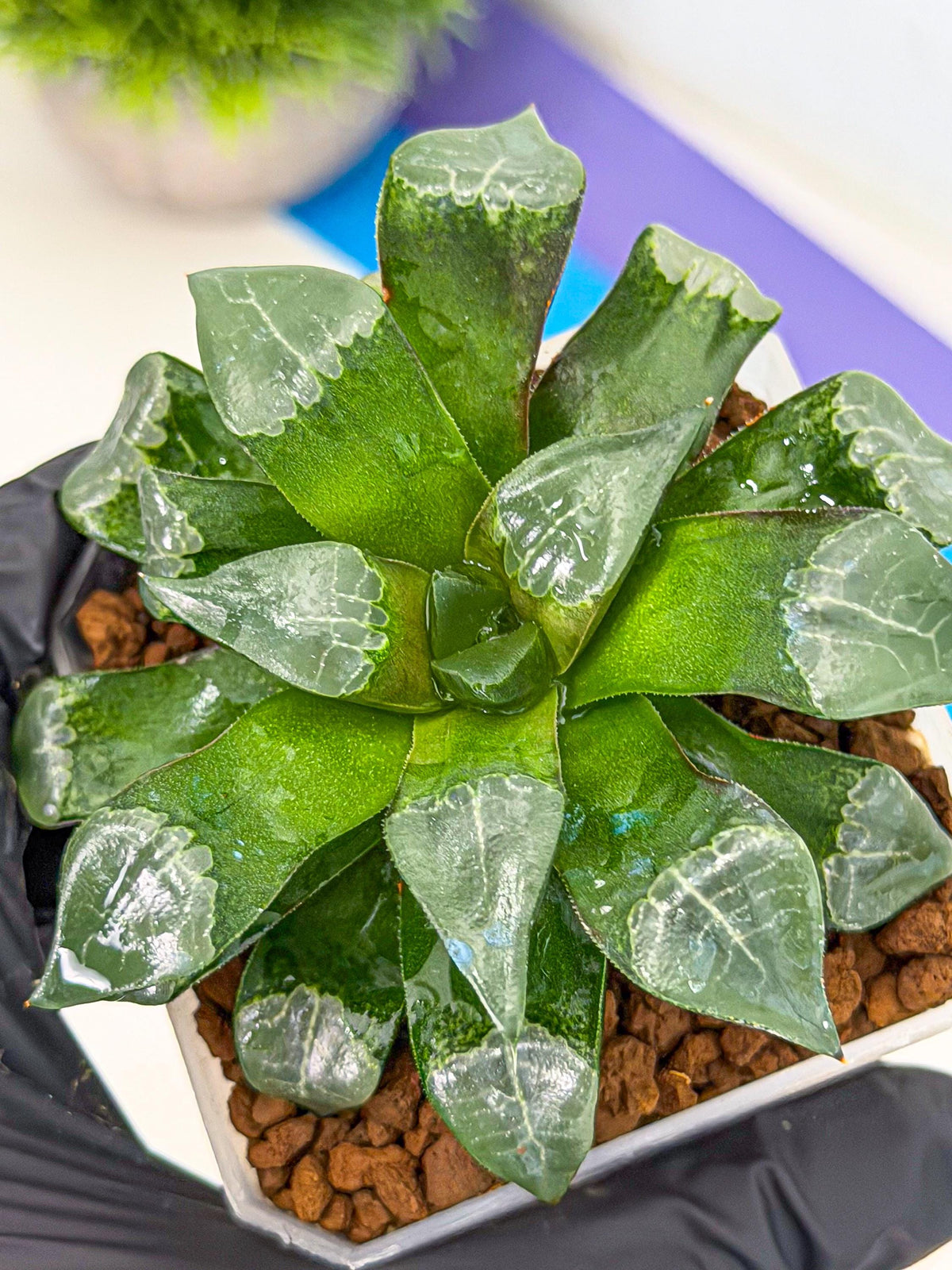 Haworthia Muke (wa3) (15) | Rare Hybrids