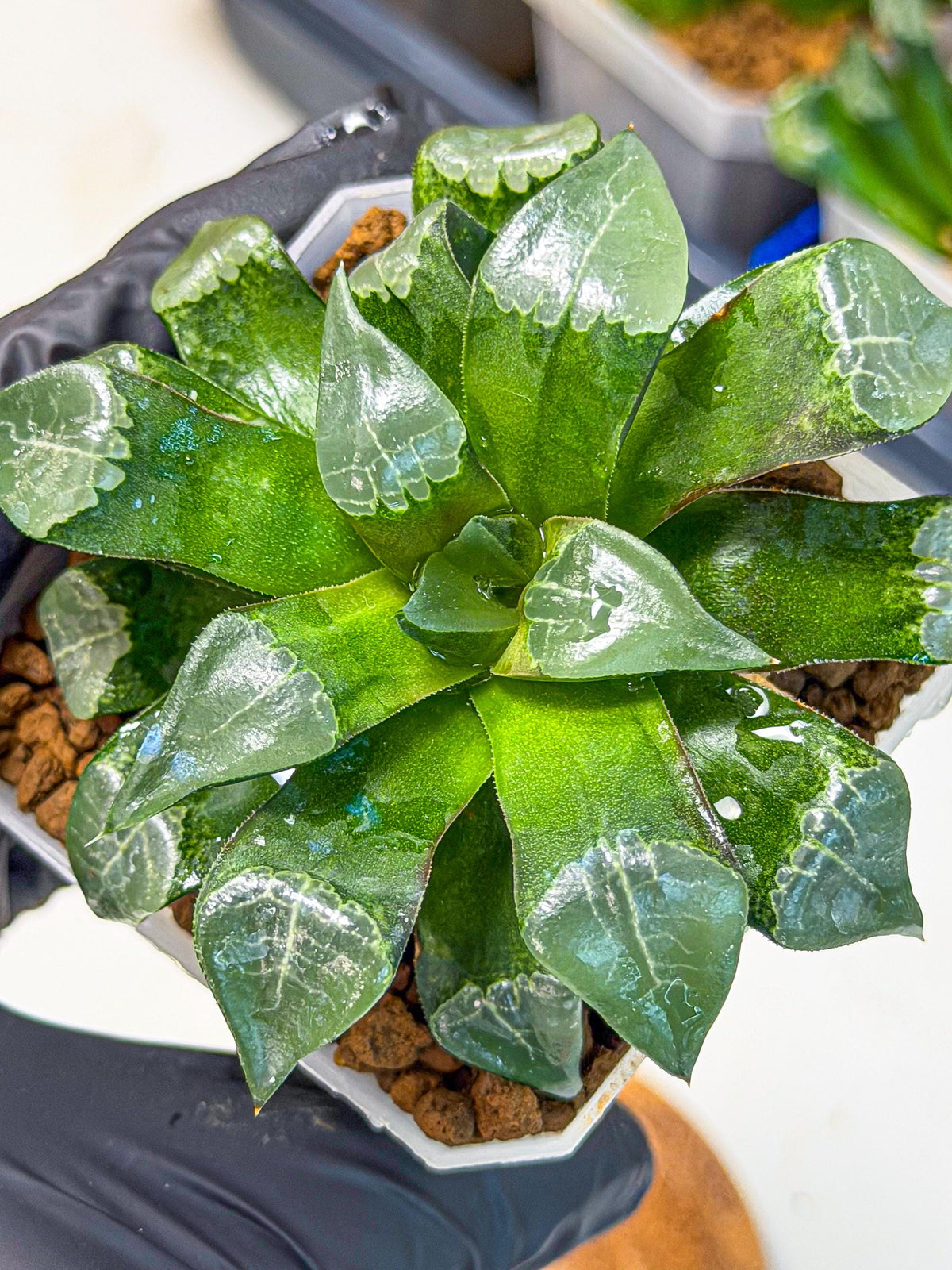 Haworthia Muke (wa3) (15) | Rare Hybrids