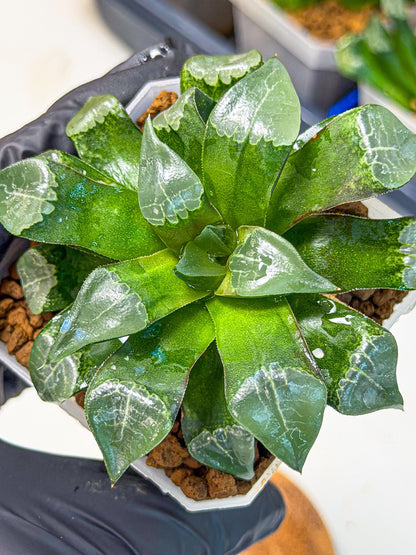 Haworthia Muke (wa3) (15) | Rare Hybrids