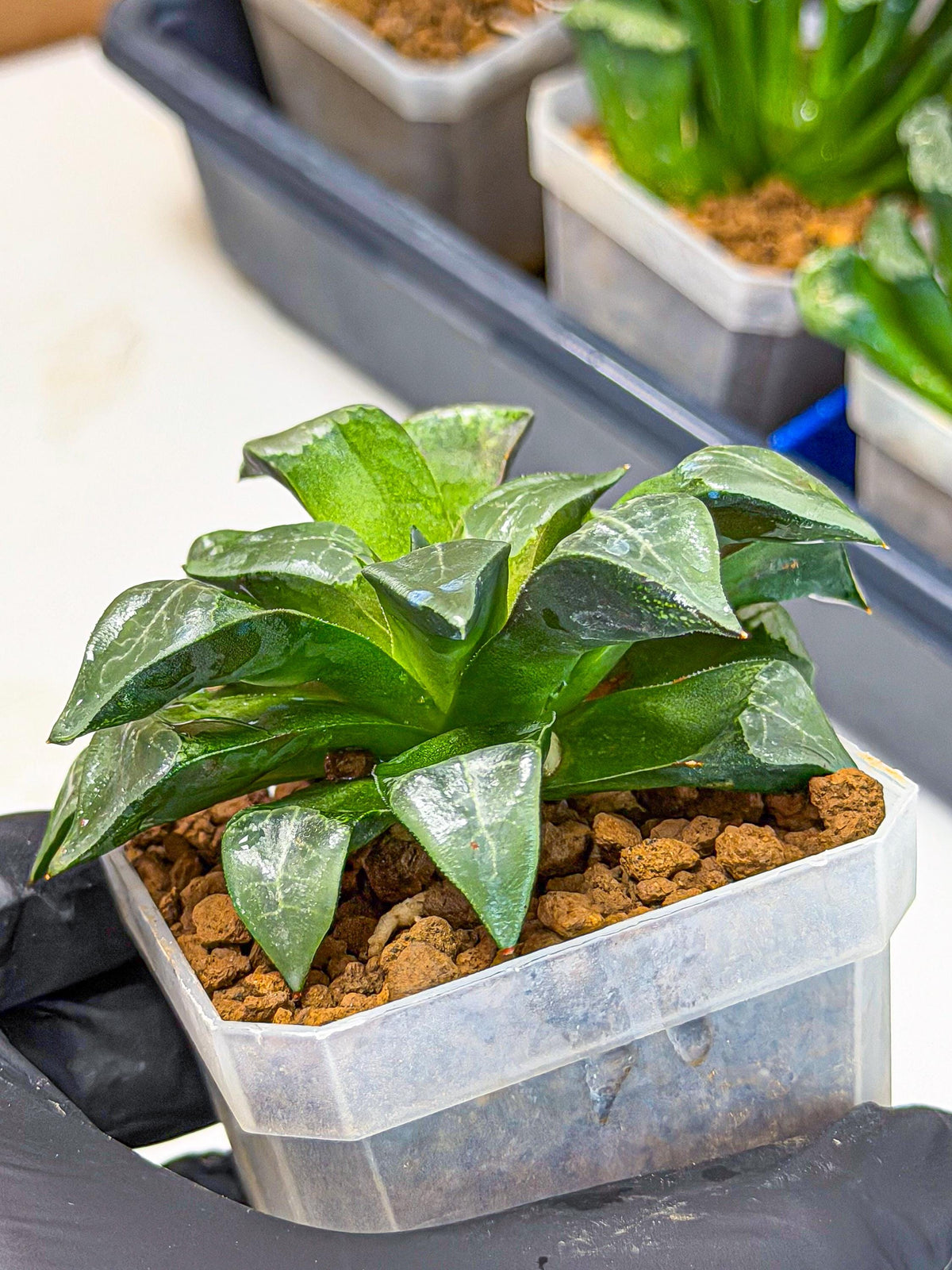 Haworthia Muke (wa3) (15) | Rare Hybrids