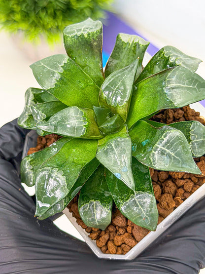 Haworthia Muke (wa3) (15) | Rare Hybrids