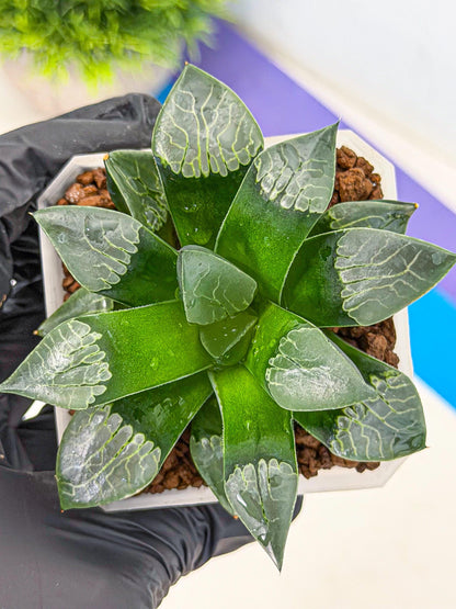 Haworthia Muke (wa3) (16) | Rare Hybrids