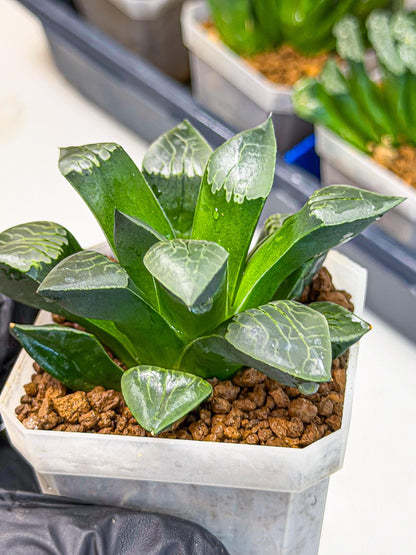 Haworthia Muke (wa3) (16) | Rare Hybrids