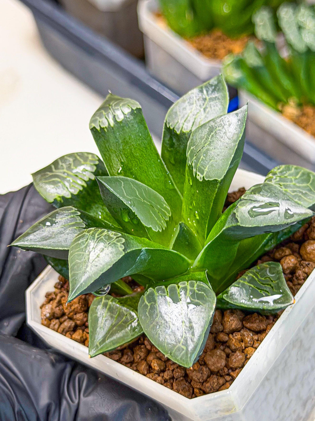 Haworthia Muke (wa3) (16) | Rare Hybrids