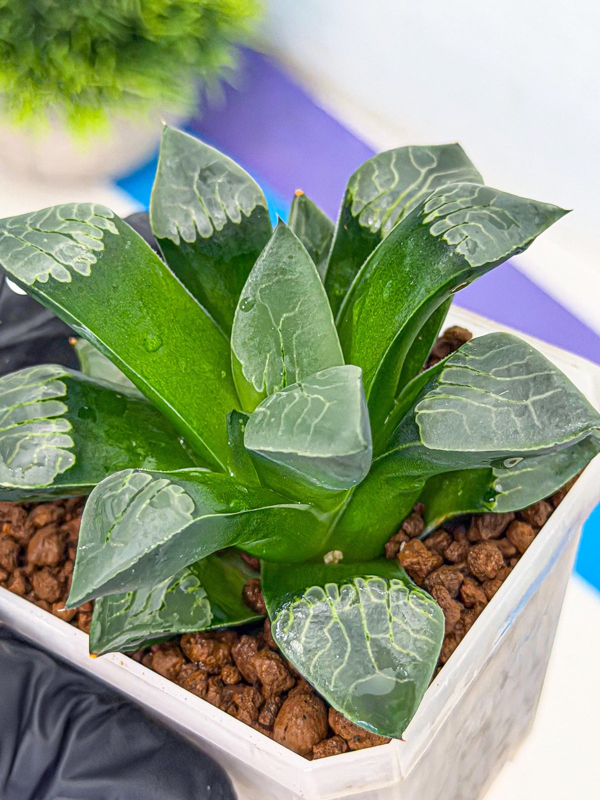 Haworthia Muke (wa3) (16) | Rare Hybrids