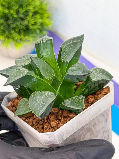 Haworthia Muke (wa3) (16) | Rare Hybrids
