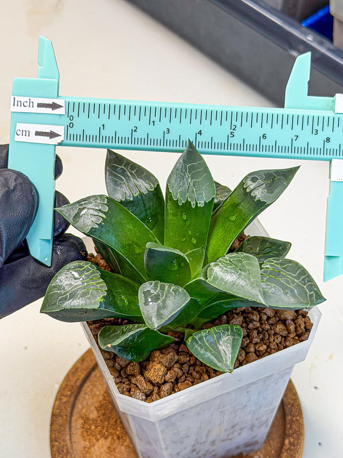 Haworthia Muke (wa3) (16) | Rare Hybrids