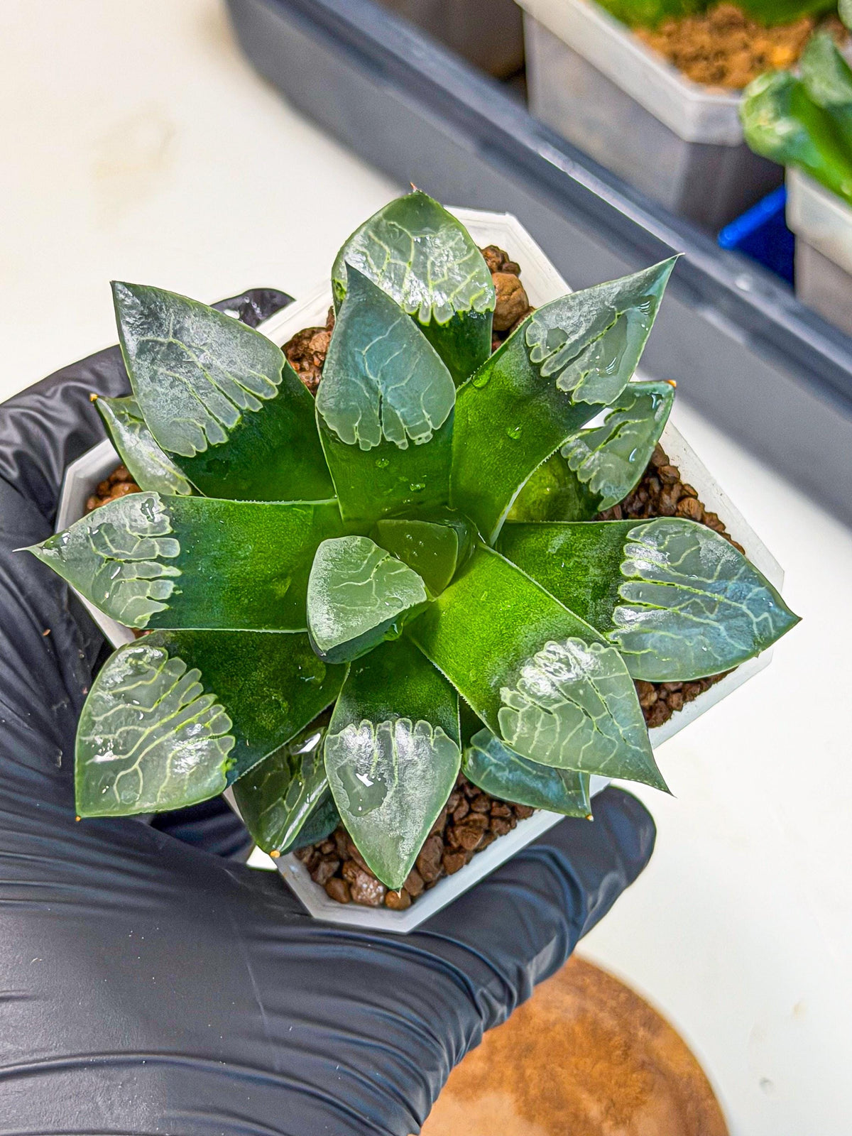 Haworthia Muke (wa3) (16) | Rare Hybrids