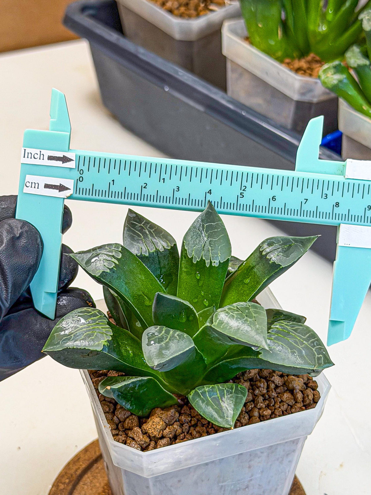 Haworthia Muke (wa3) (16) | Rare Hybrids