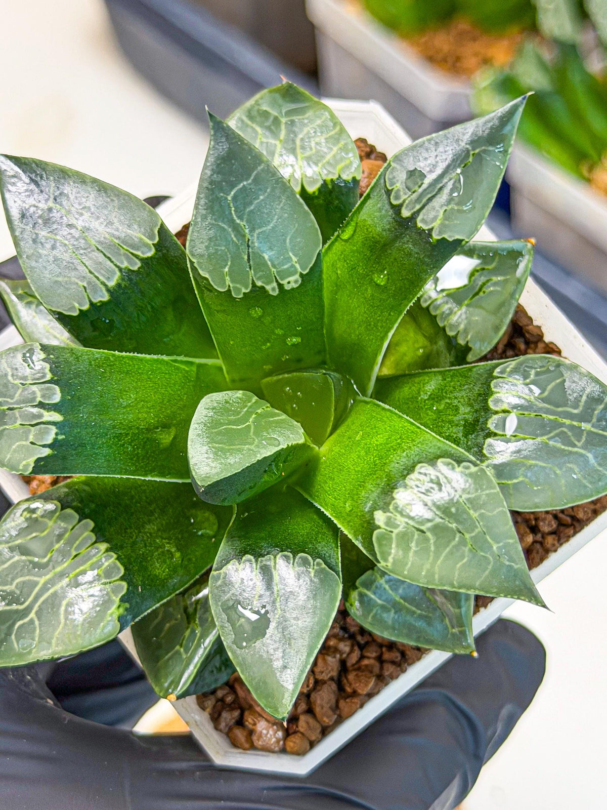 Haworthia Muke (wa3) (16) | Rare Hybrids
