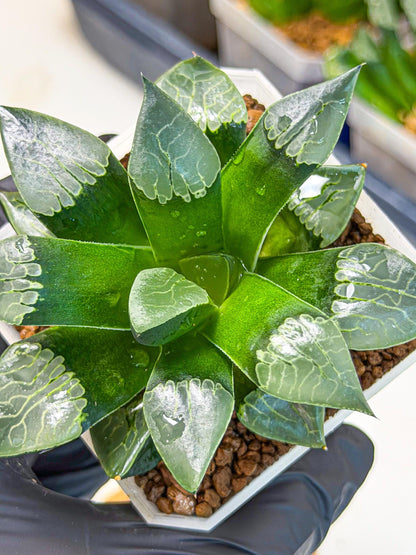 Haworthia Muke (wa3) (16) | Rare Hybrids