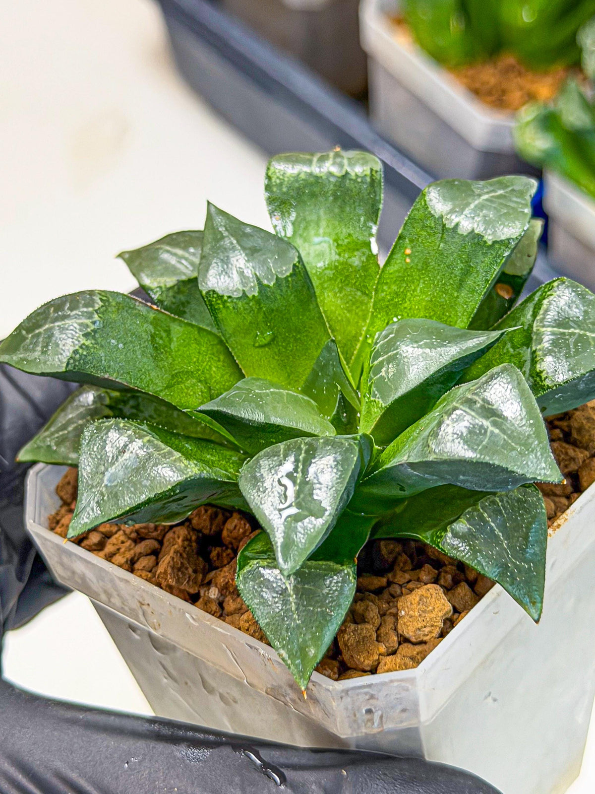 Haworthia Muke (wa3) (17) | Rare Hybrids