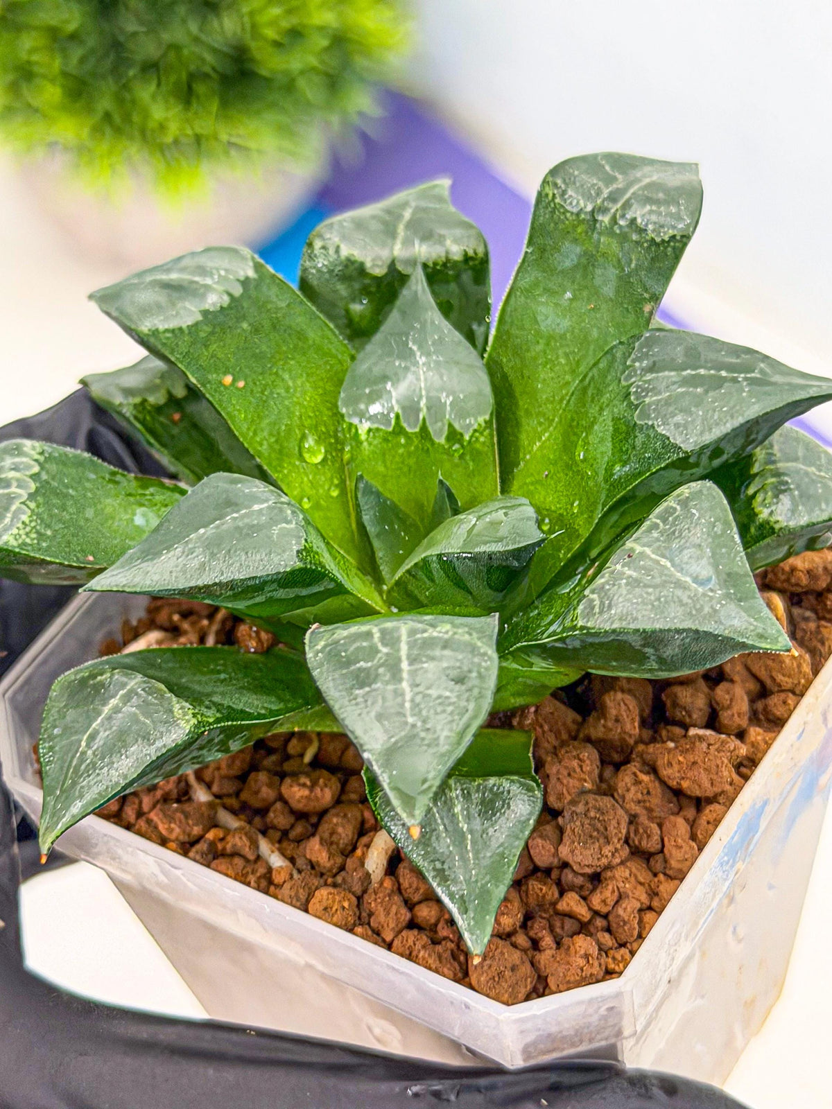 Haworthia Muke (wa3) (17) | Rare Hybrids