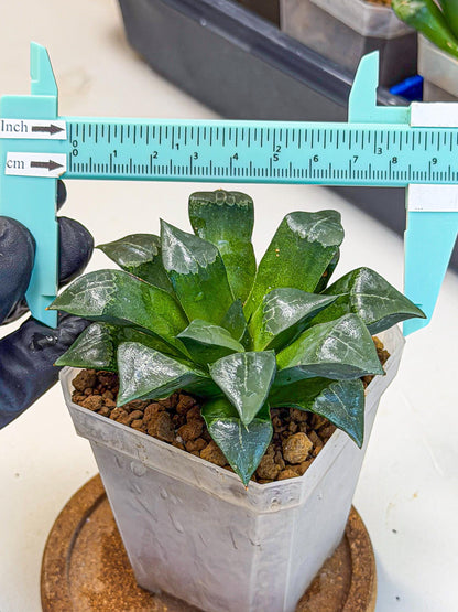Haworthia Muke (wa3) (17) | Rare Hybrids
