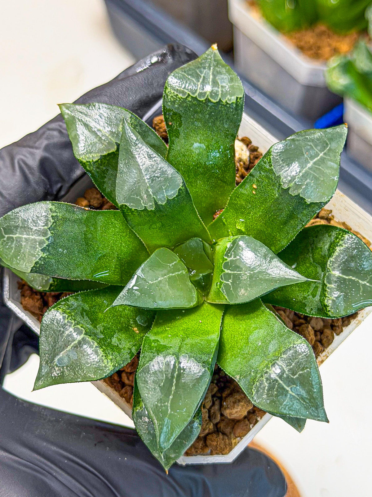 Haworthia Muke (wa3) (17) | Rare Hybrids