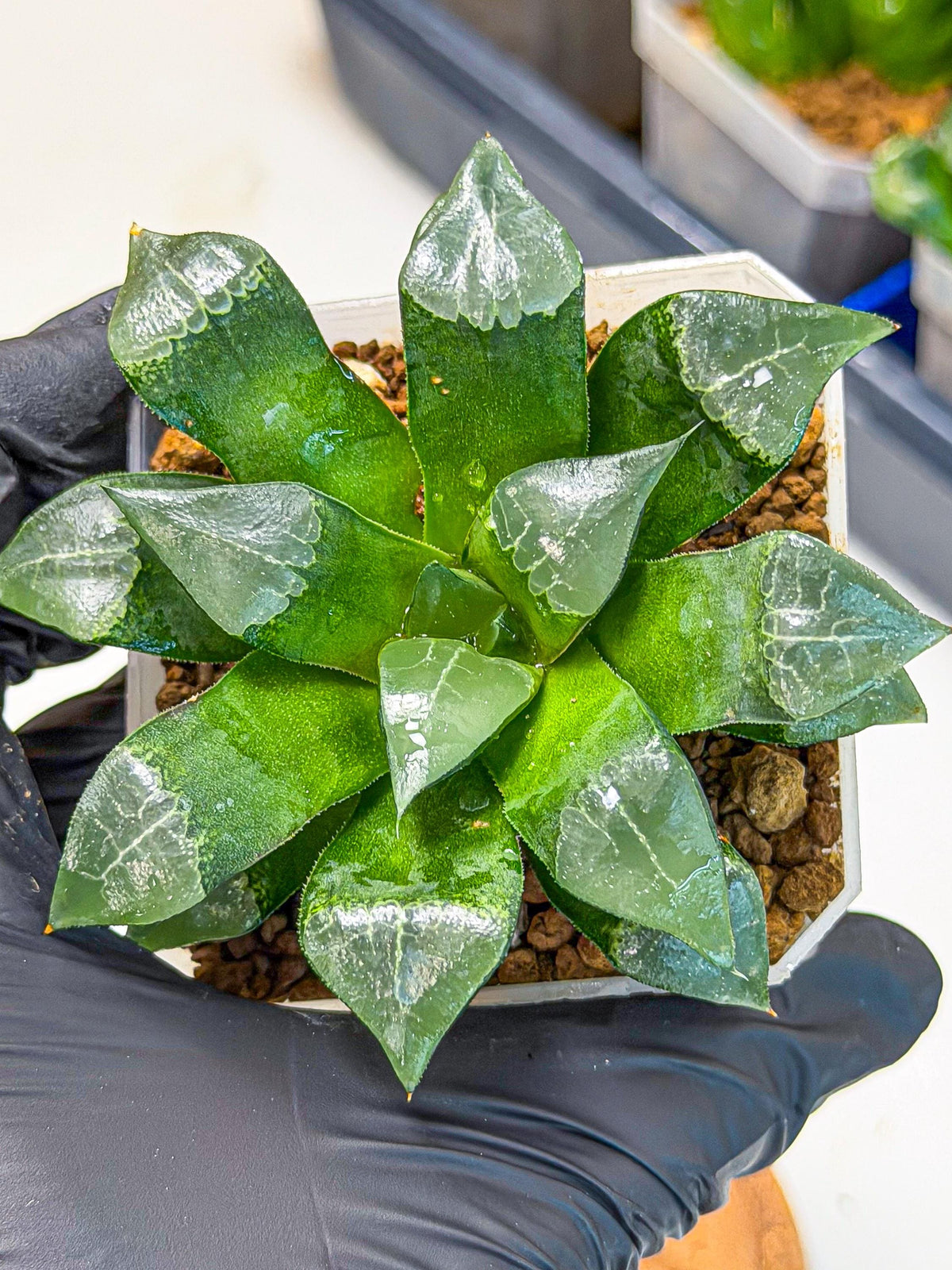 Haworthia Muke (wa3) (17) | Rare Hybrids