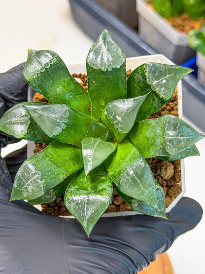 Haworthia Muke (wa3) (17) | Rare Hybrids