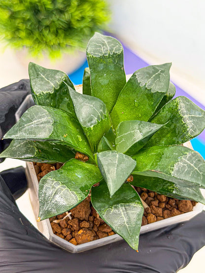 Haworthia Muke (wa3) (17) | Rare Hybrids