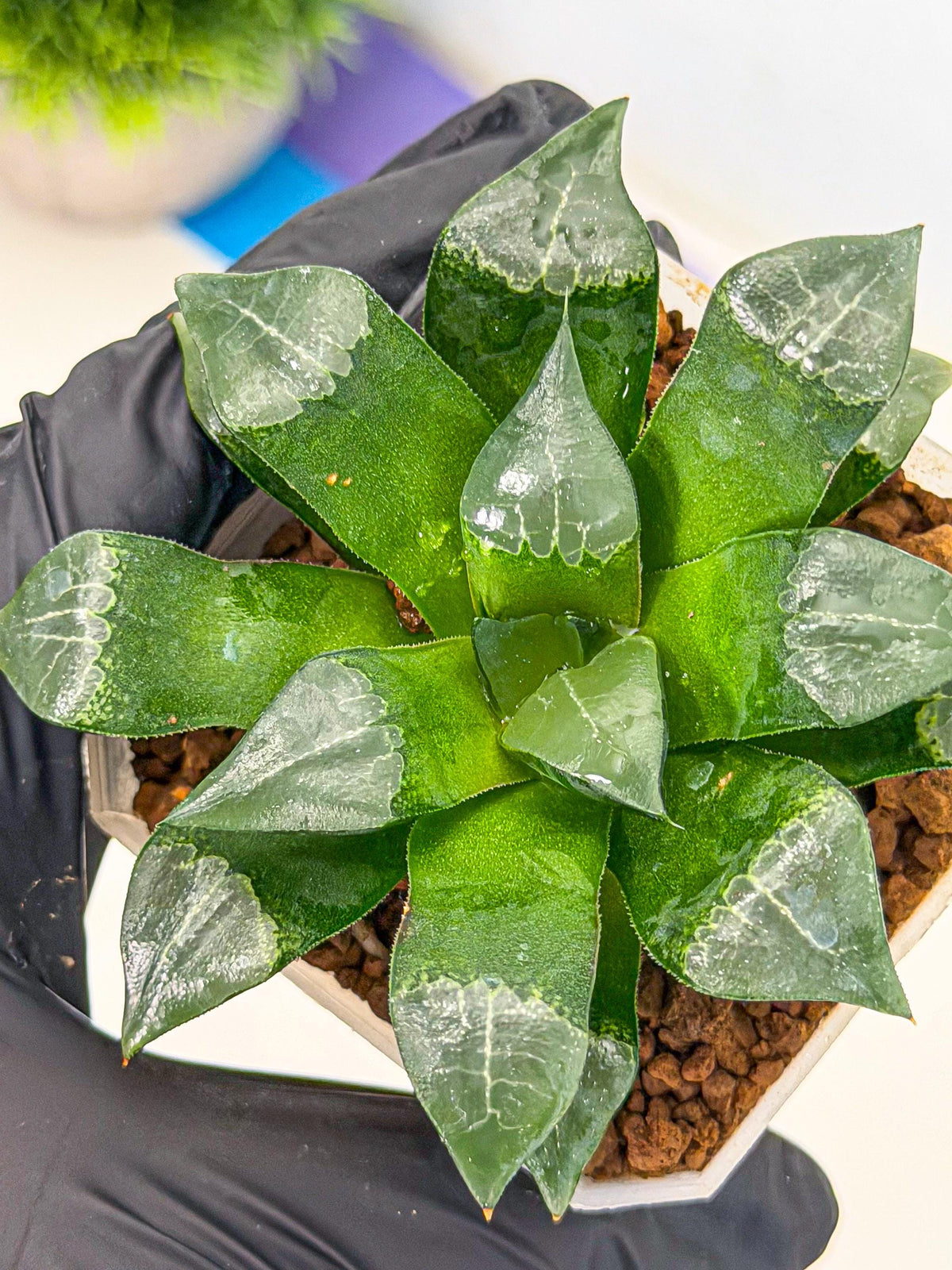 Haworthia Muke (wa3) (17) | Rare Hybrids