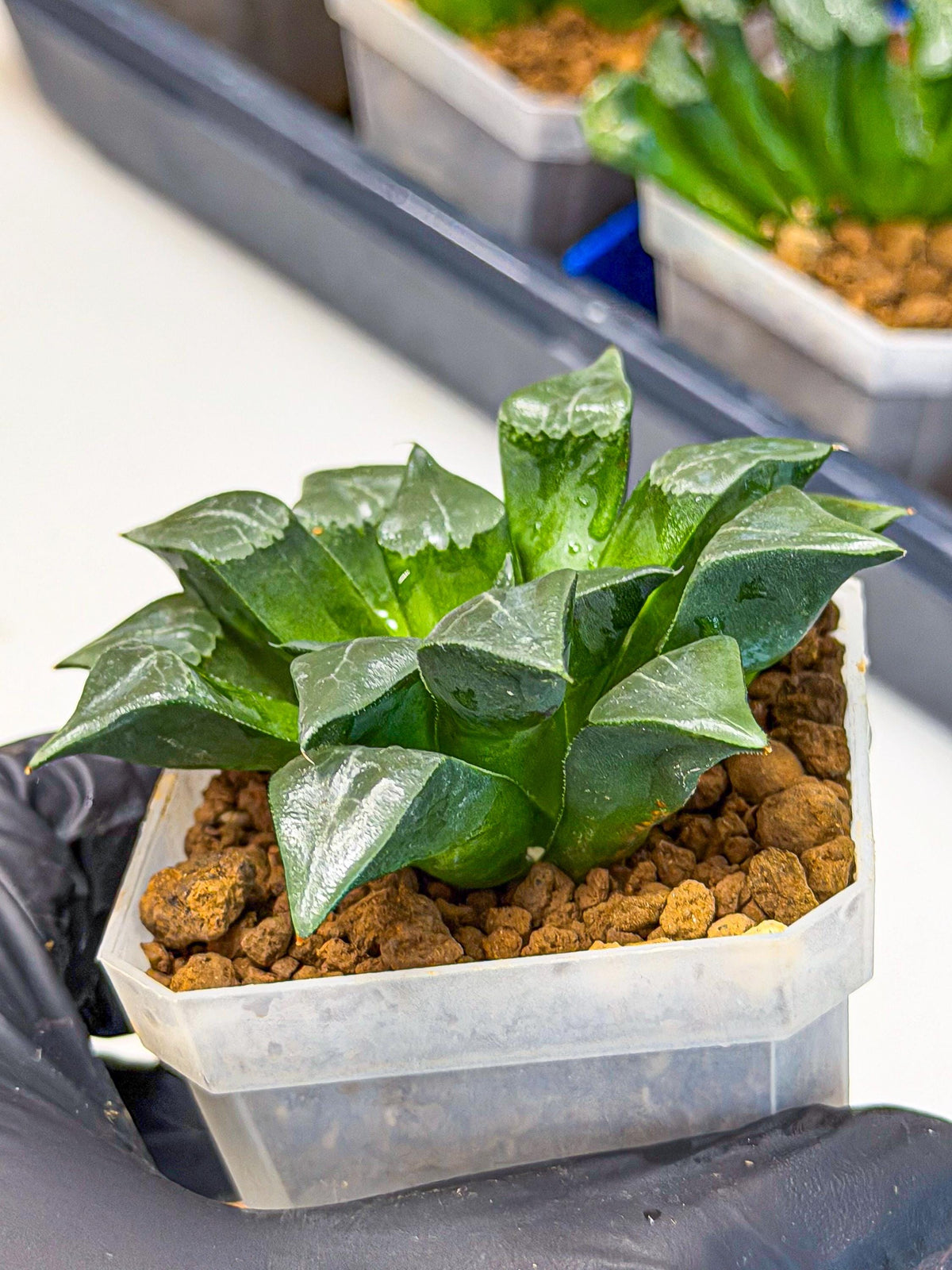 Haworthia Muke (wa3) (pp) | Rare Hybrids