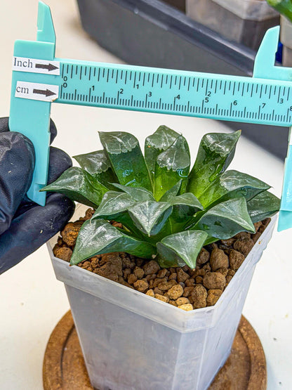 Haworthia Muke (wa3) (pp) | Rare Hybrids