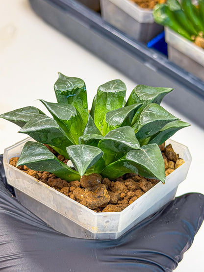 Haworthia Muke (wa3) (pp) | Rare Hybrids
