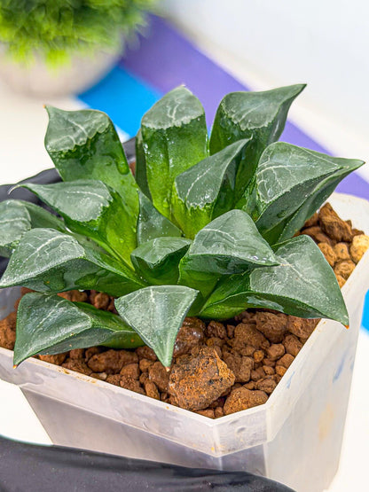 Haworthia Muke (wa3) (pp) | Rare Hybrids