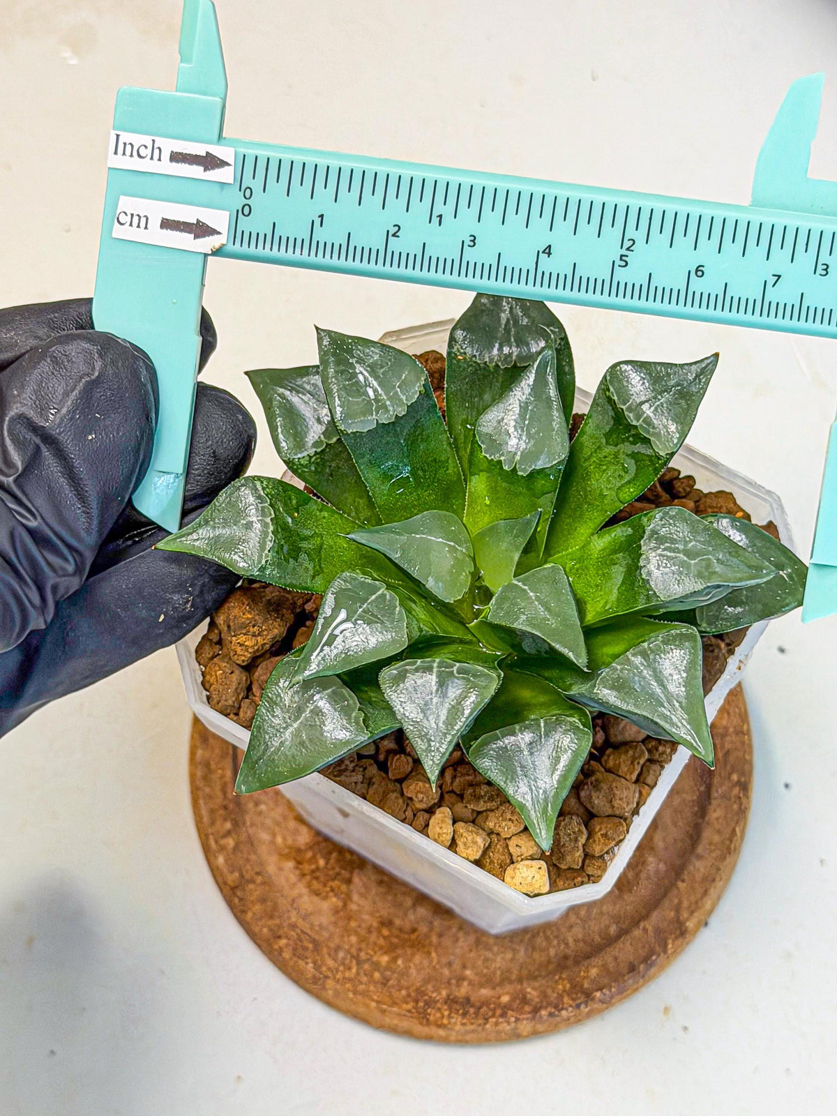 Haworthia Muke (wa3) (pp) | Rare Hybrids