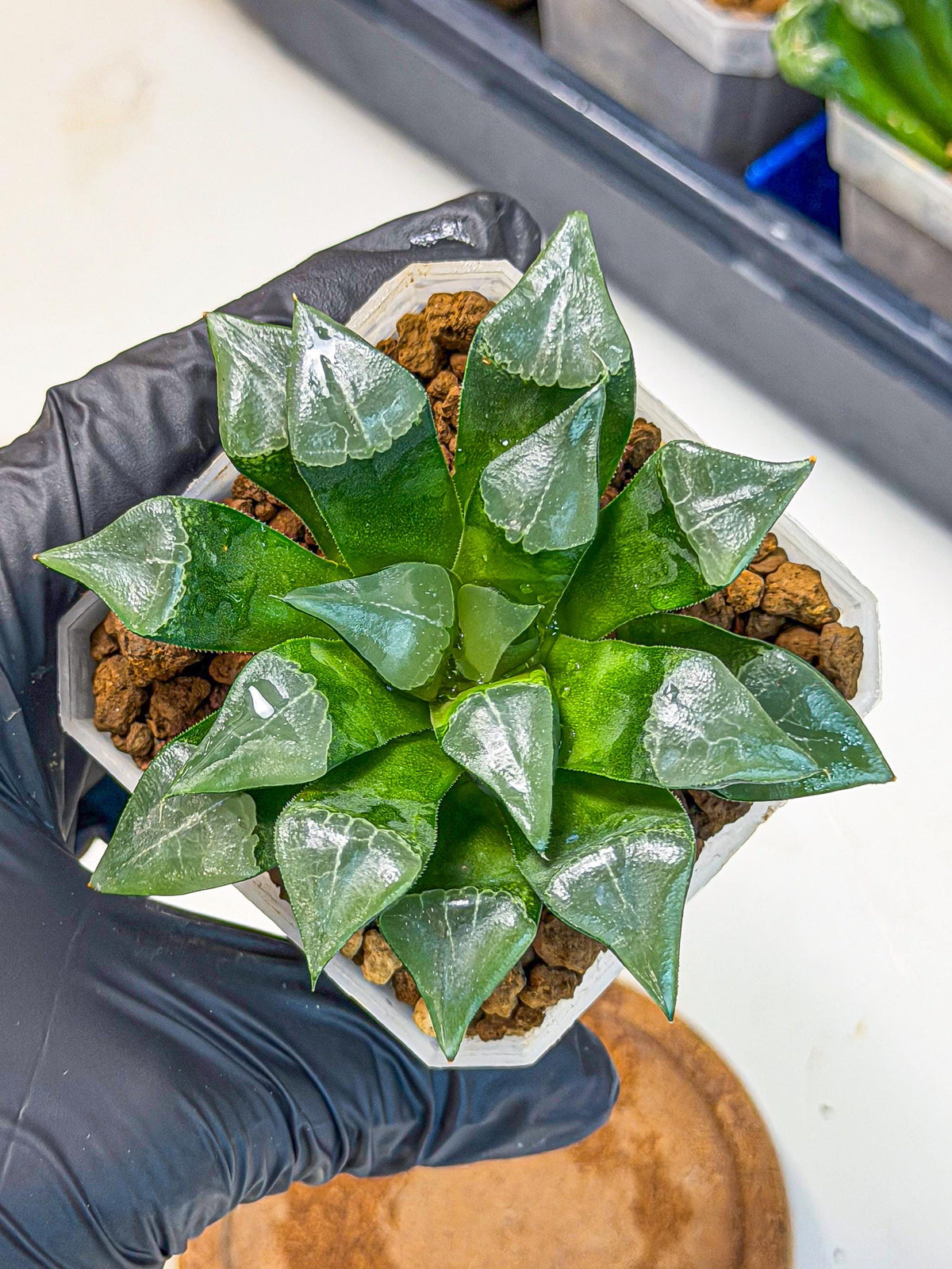 Haworthia Muke (wa3) (pp) | Rare Hybrids