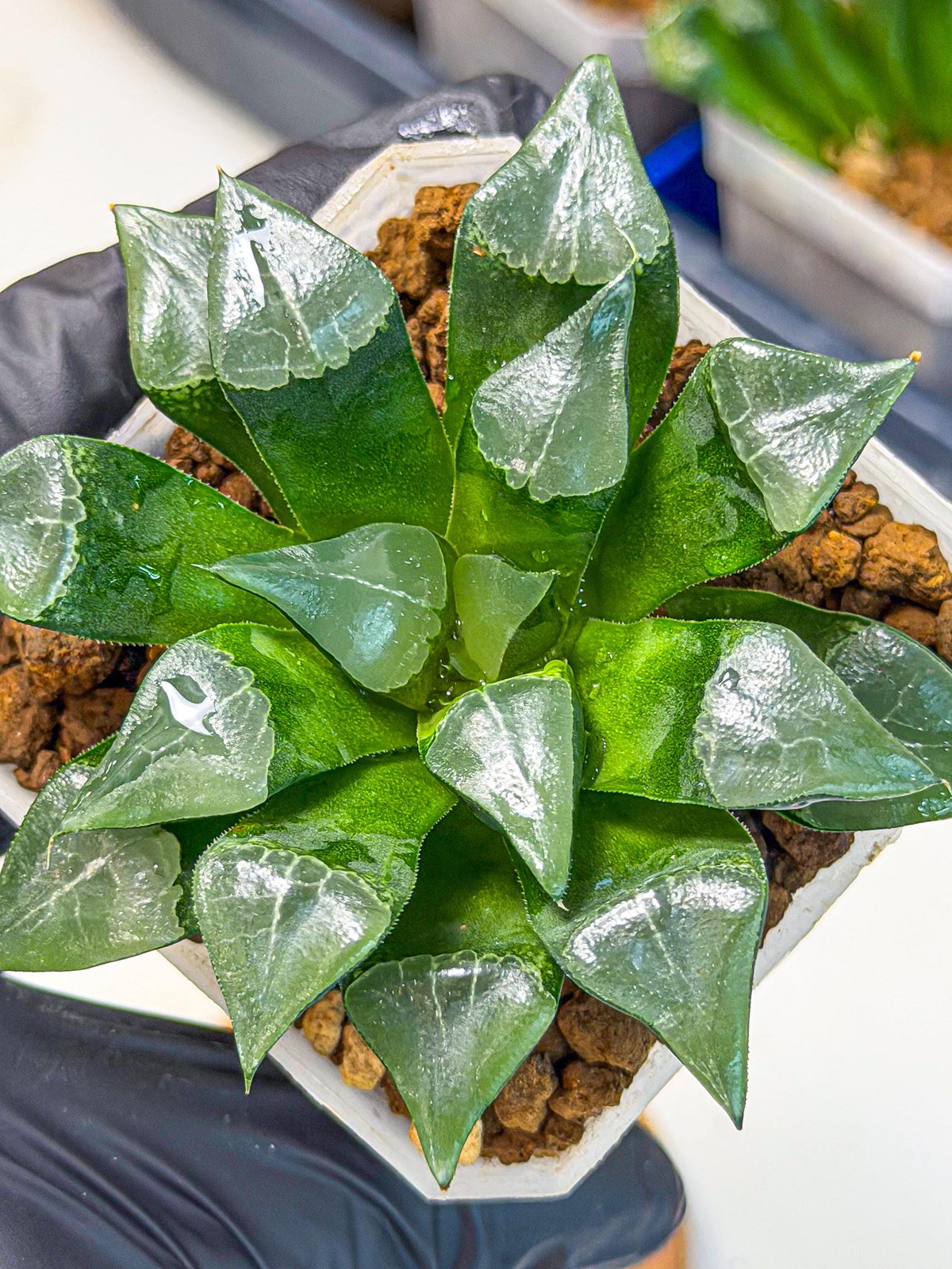Haworthia Muke (wa3) (pp) | Rare Hybrids