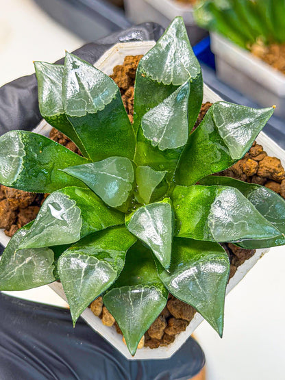 Haworthia Muke (wa3) (pp) | Rare Hybrids