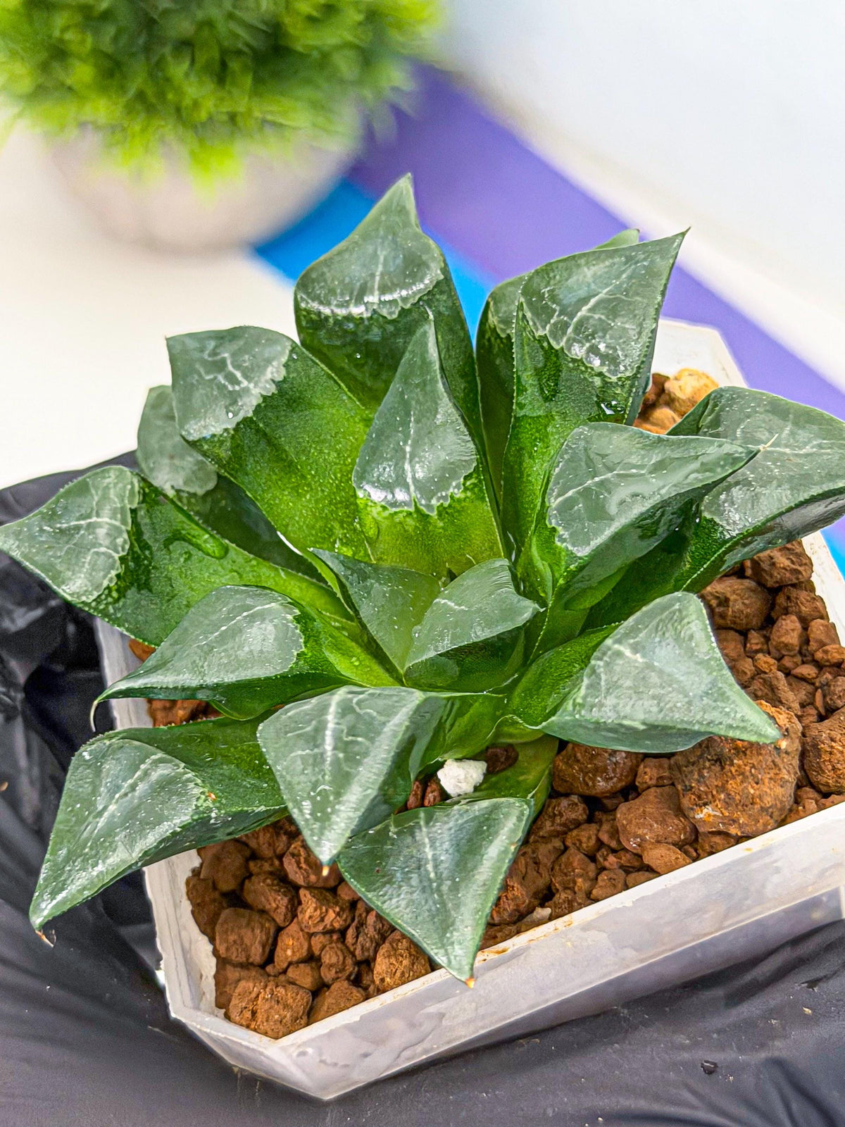 Haworthia Muke (wa3) (pp) | Rare Hybrids