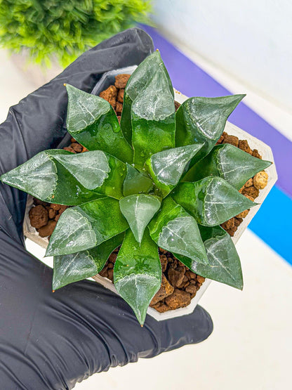 Haworthia Muke (wa3) (pp) | Rare Hybrids