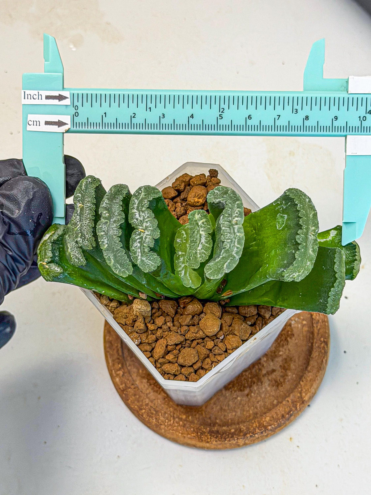 Haworthia Shoubing (wa3) (yy) | Rare Hybrids