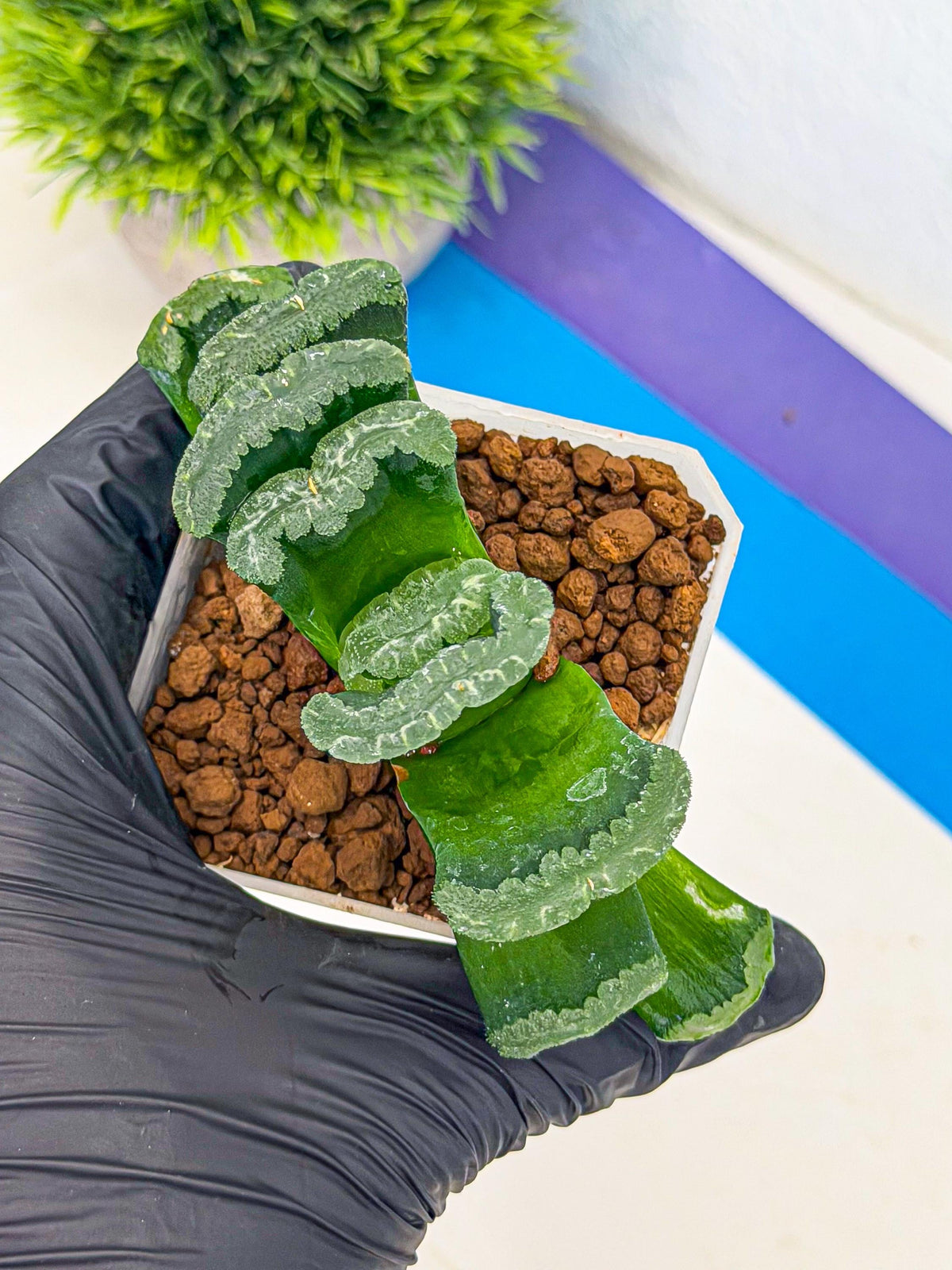 Haworthia Shoubing (wa3) (yy) | Rare Hybrids