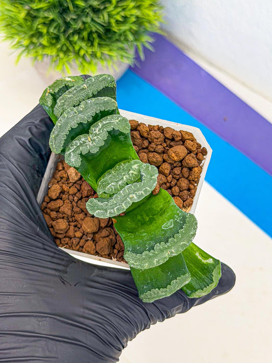 Haworthia Shoubing (wa3) (yy) | Rare Hybrids