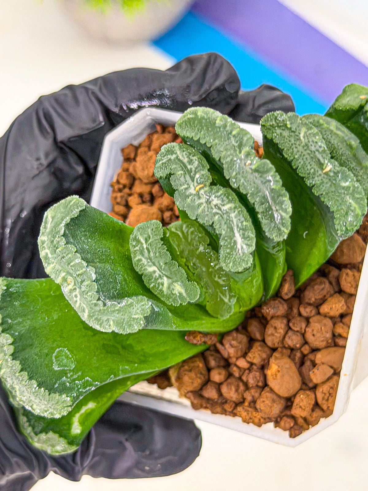 Haworthia Shoubing (wa3) (yy) | Rare Hybrids
