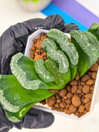 Haworthia Shoubing (wa3) (yy) | Rare Hybrids