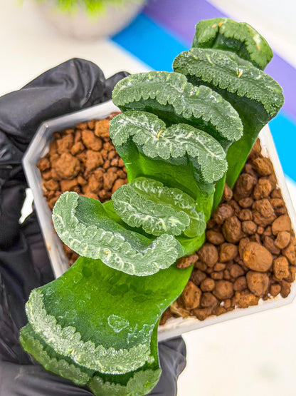 Haworthia Shoubing (wa3) (yy) | Rare Hybrids