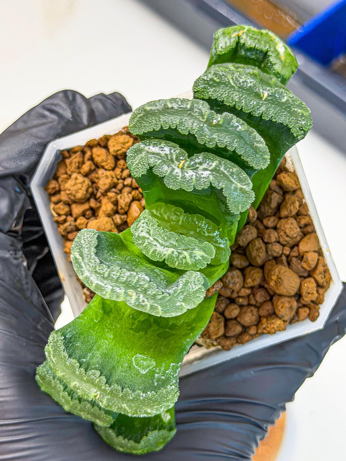 Haworthia Shoubing (wa3) (yy) | Rare Hybrids