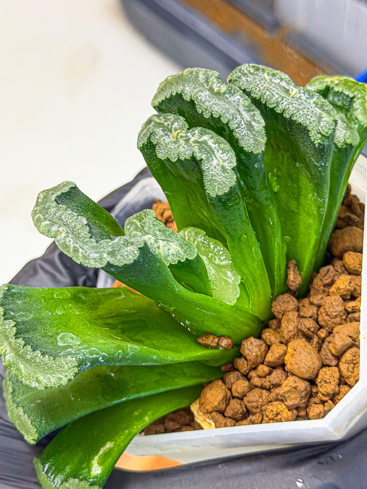 Haworthia Shoubing (wa3) (yy) | Rare Hybrids