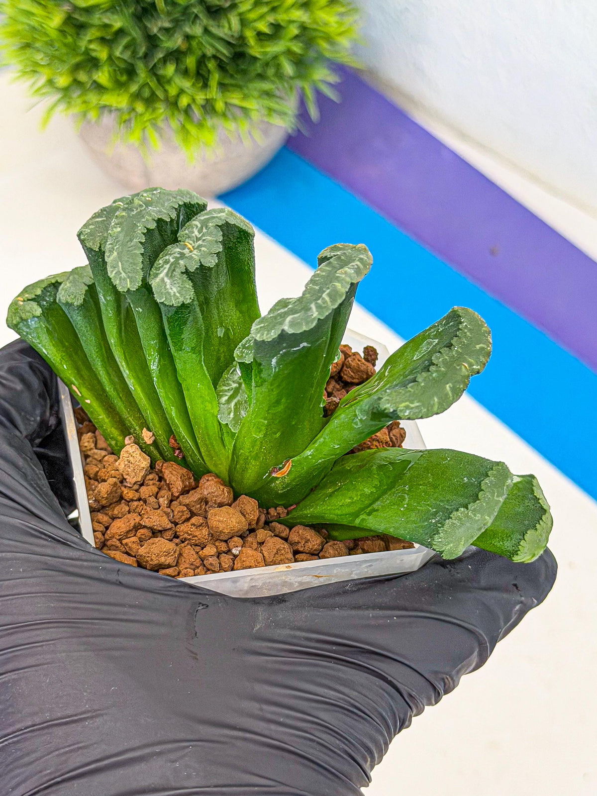 Haworthia Shoubing (wa3) (yy) | Rare Hybrids