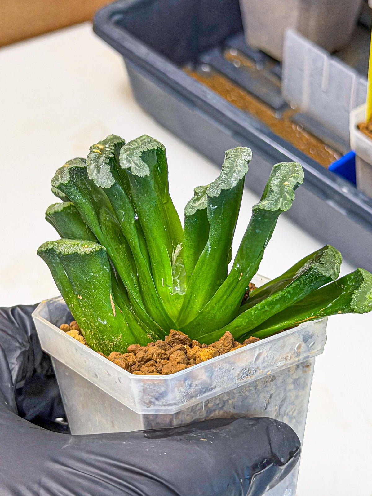 Haworthia Shoubing (wa3) (bb) | Rare Hybrids