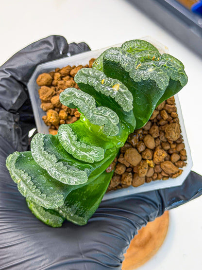 Haworthia Shoubing (wa3) (bb) | Rare Hybrids