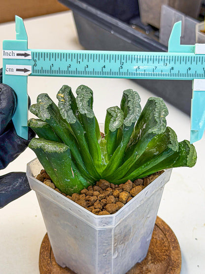 Haworthia Shoubing (wa3) (bb) | Rare Hybrids
