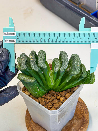 Haworthia Shoubing (wa3) (bb) | Rare Hybrids
