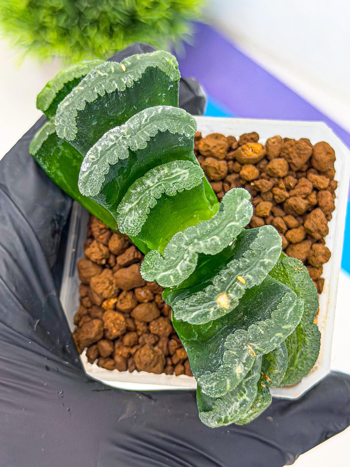 Haworthia Shoubing (wa3) (bb) | Rare Hybrids