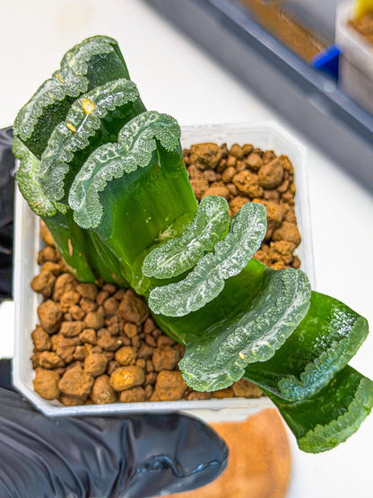 Haworthia Shoubing (wa3) (bb) | Rare Hybrids